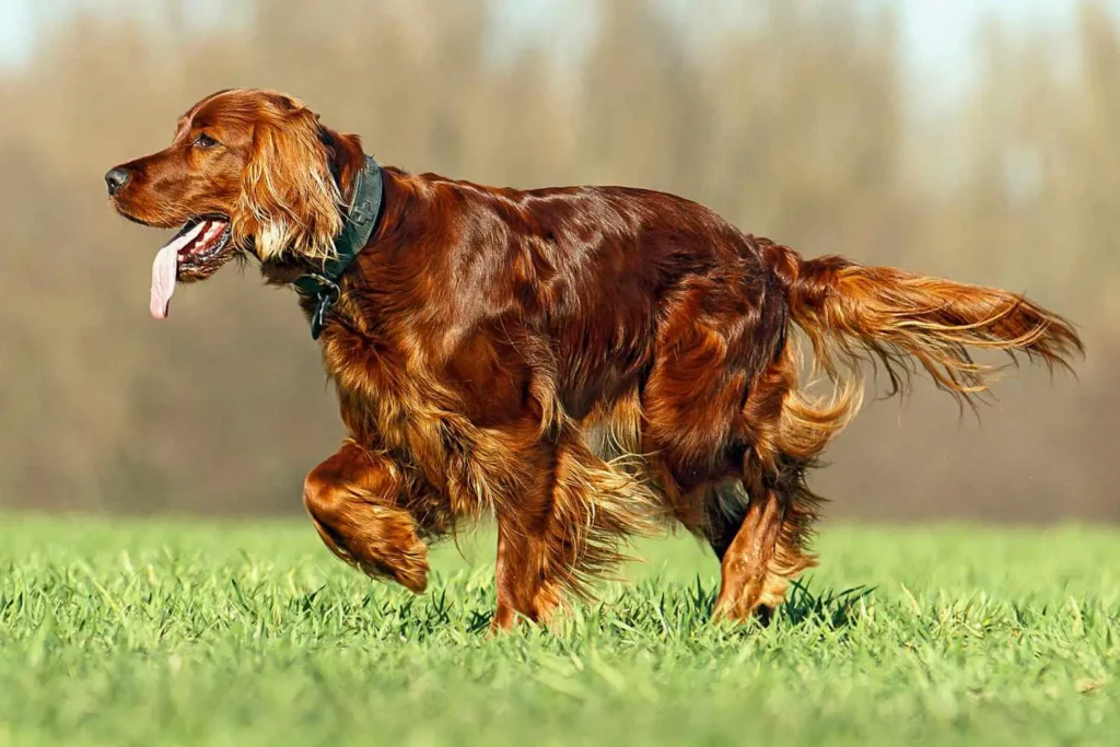 Irish Setter dog