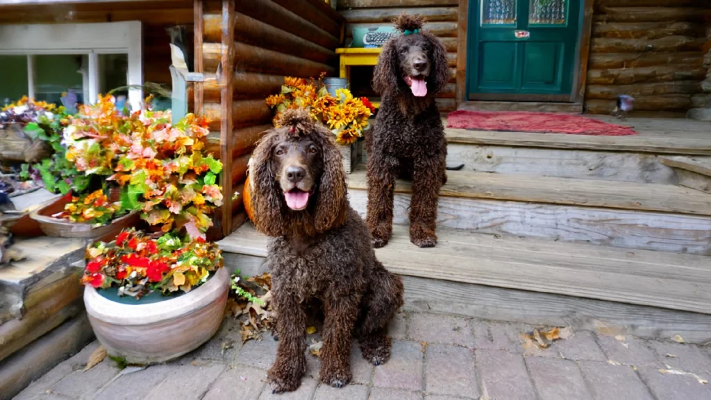 Irish Water Spaniel Dog Physical Characteristics