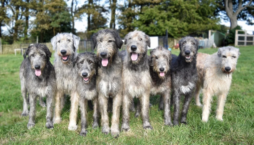 Irish Wolfhound Dog Physical Characteristics