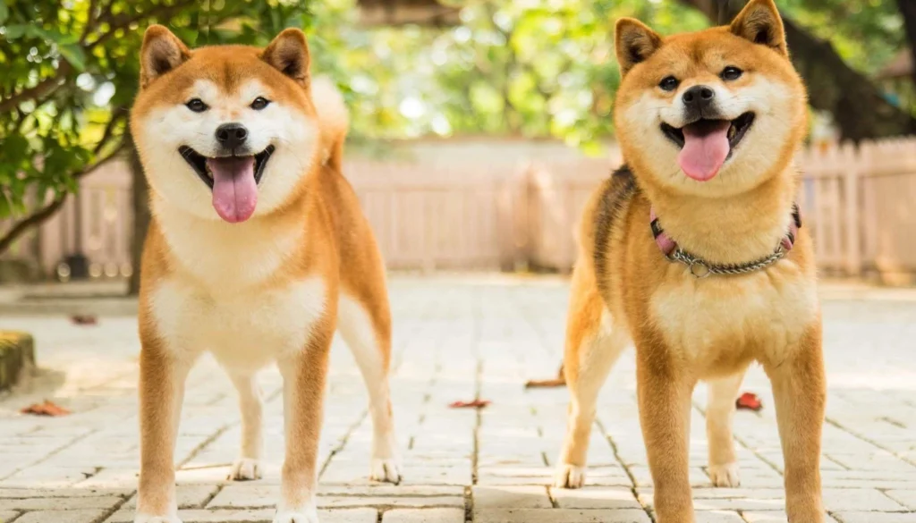 Japanese Akita Dog Breed