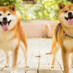 Japanese Akita Dog Breed