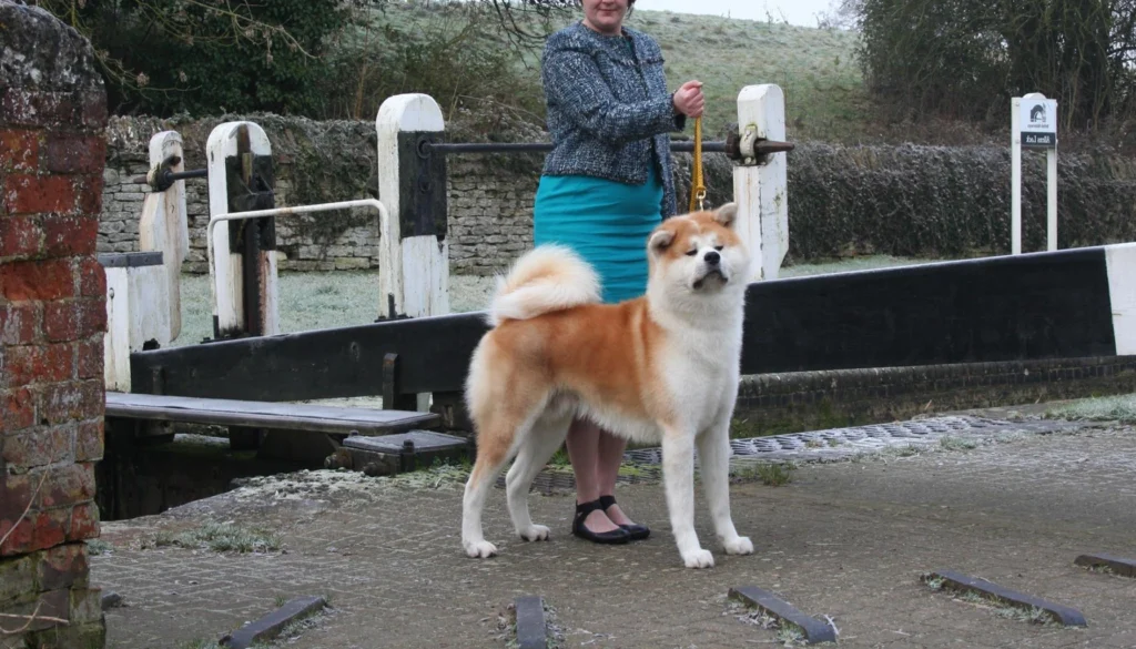 Japanese Akita Dog suitability as a Pet