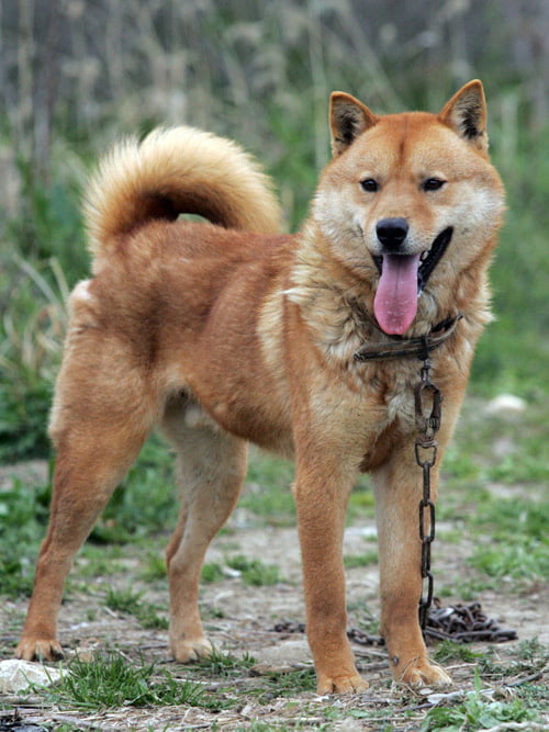 Jindo