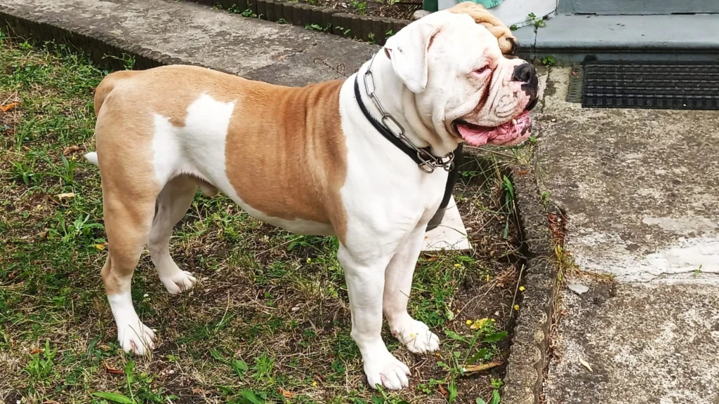 Johnson American Bulldog Dog Physical Characteristics