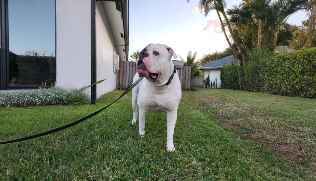 Johnson American Bulldog Dog suitability as a Pet