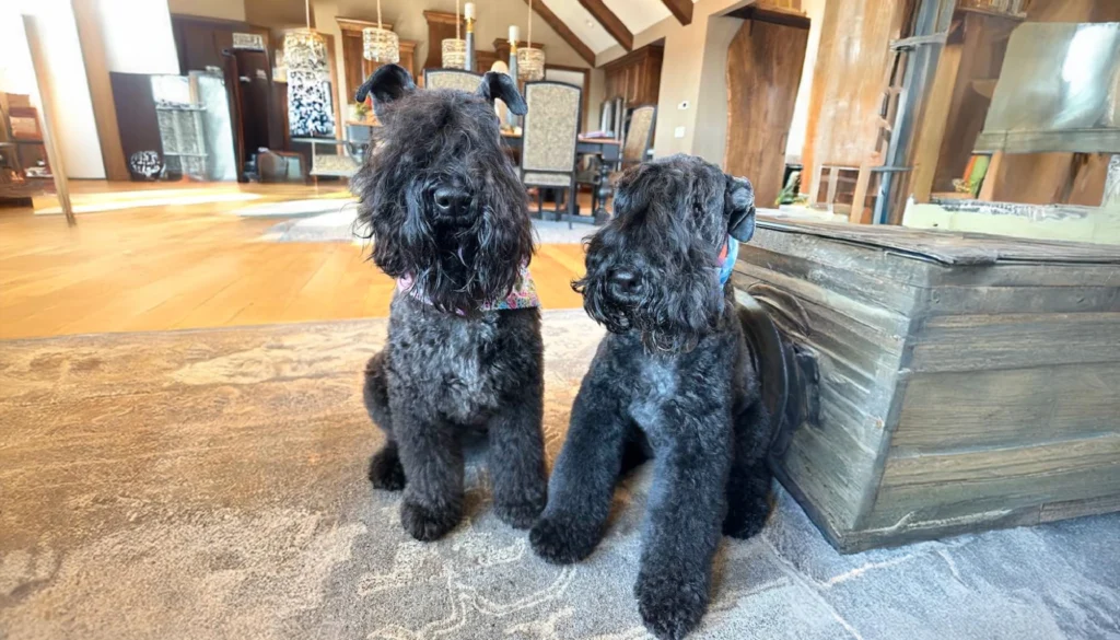 Kerry Blue Terrier Dog Physical Characteristics