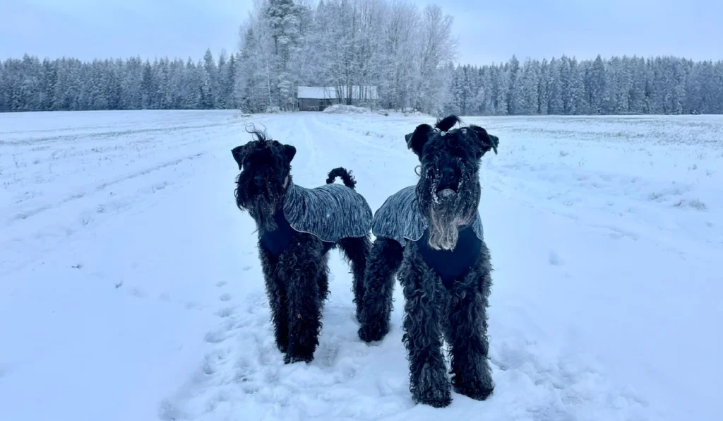 Kerry Blue Terrier Dog suitability as a Pet