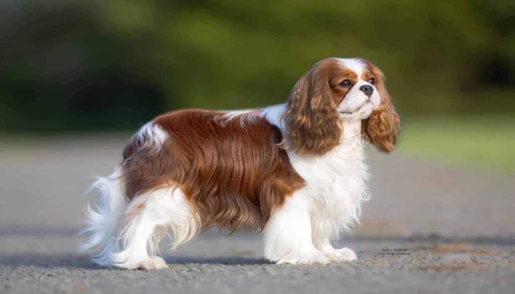 King Charles Spaniel dog