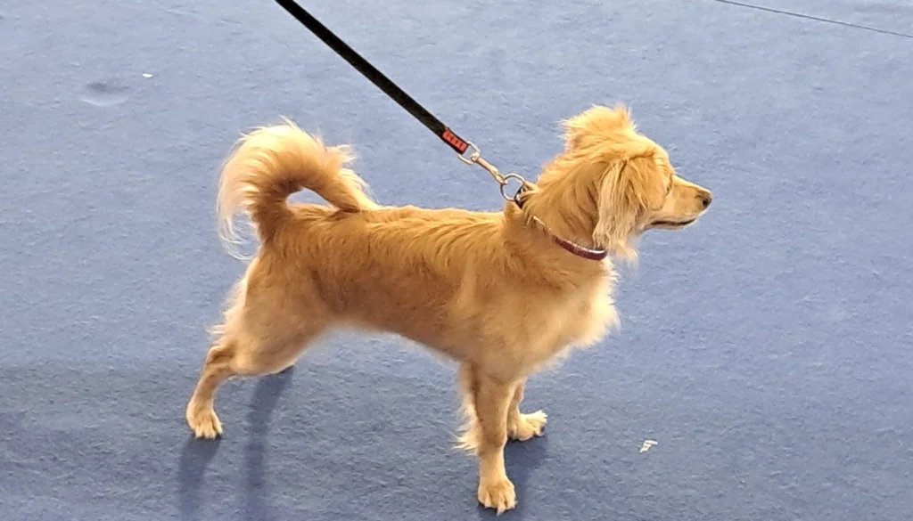 Kokoni Dog suitability as a Pet