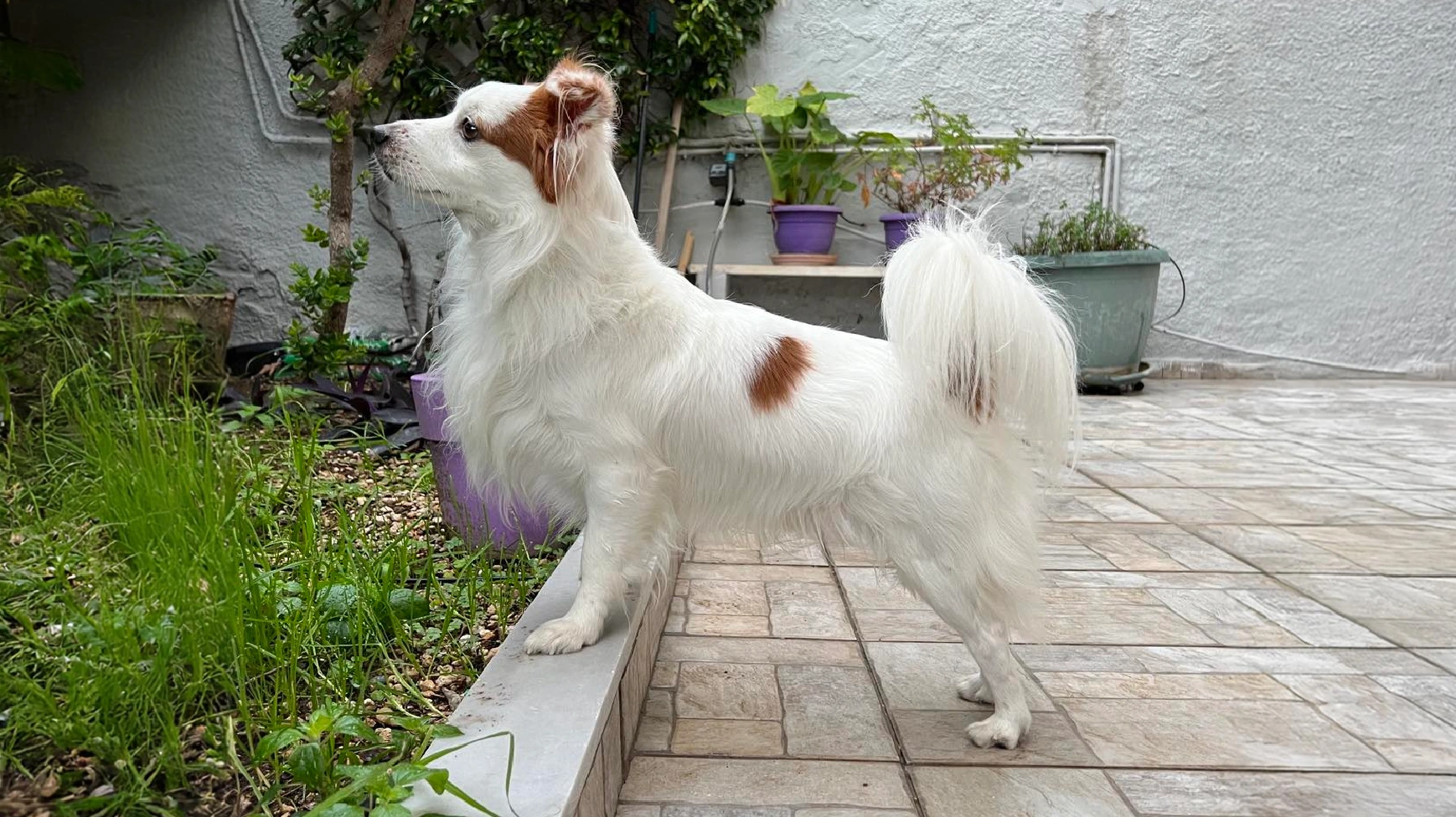 Kokoni dog Breed