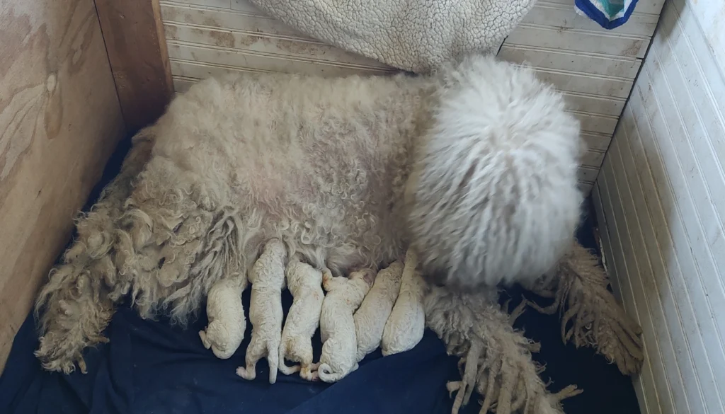 Komondor Dog Physical Characteristics