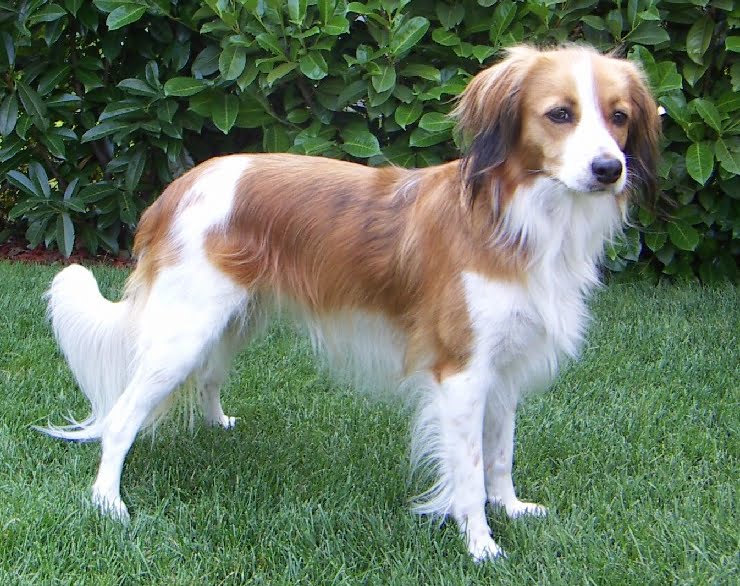 Kooikerhondje dog