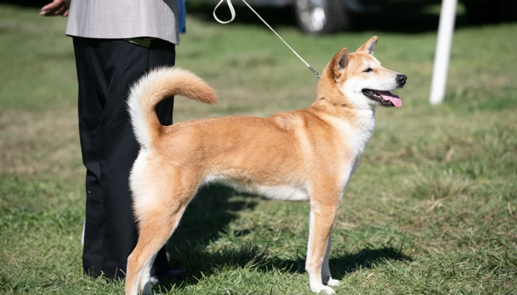 Korean Jindo Dog suitability as a Pet