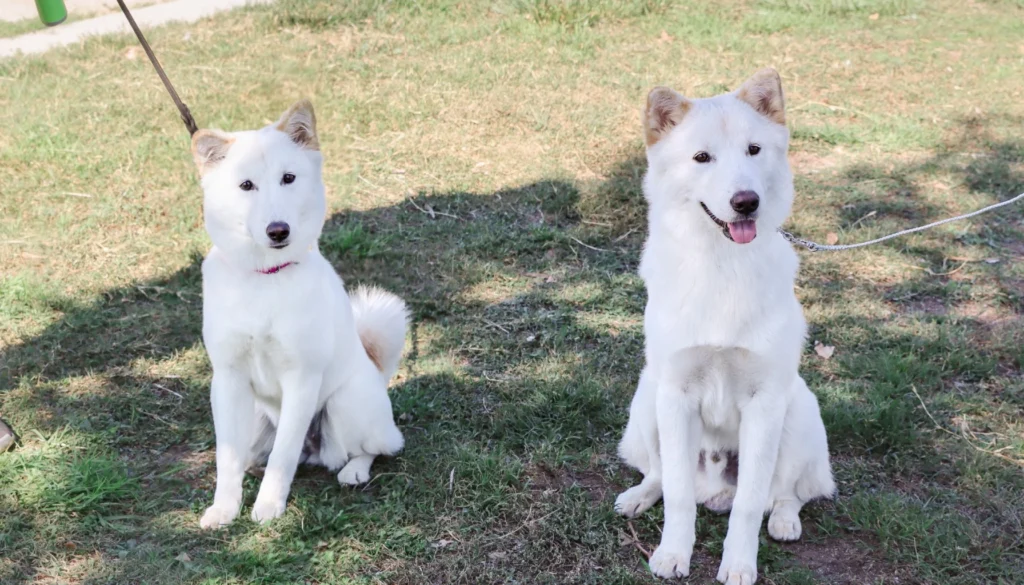 Korean Jindo dog Breed