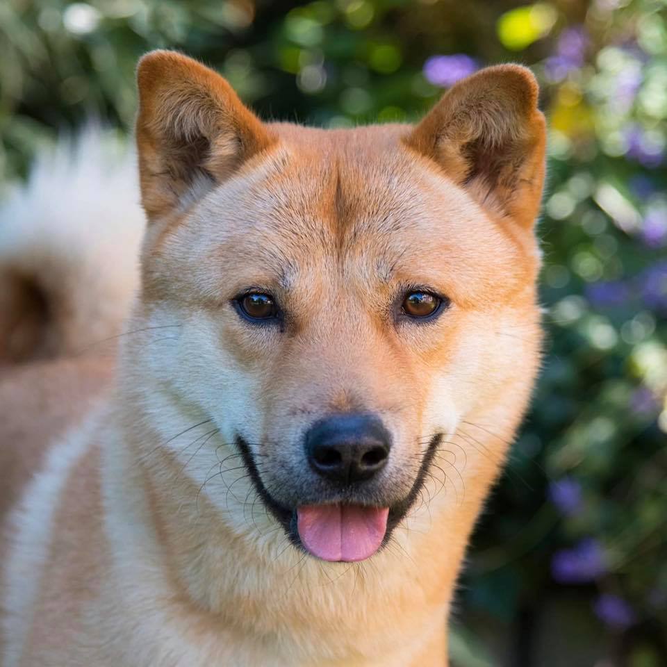 Korean Jindo