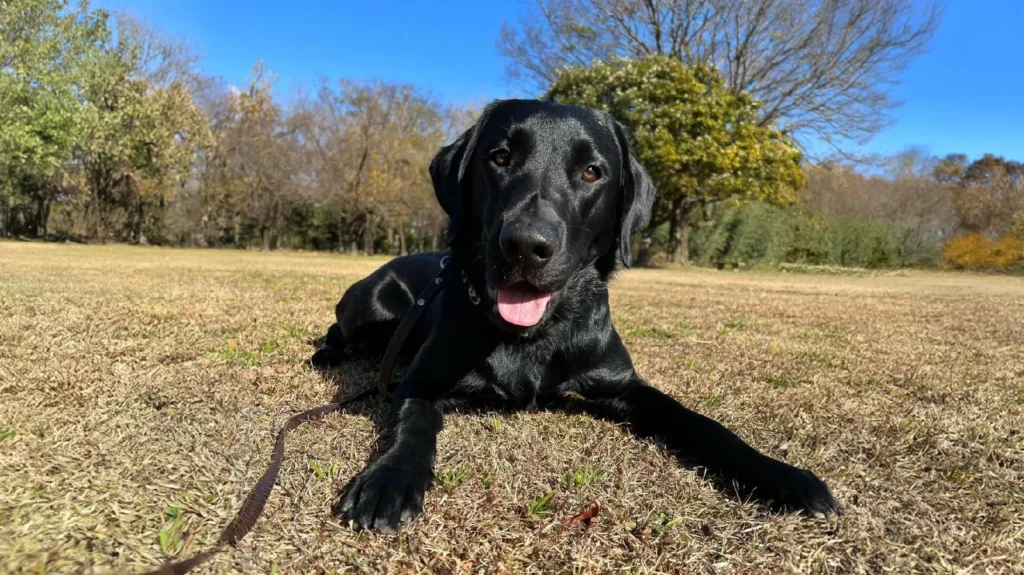 Labrador Retriever Dog grooming salon