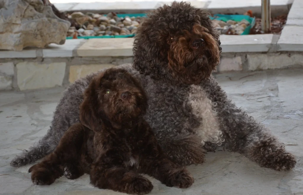 Lagotto Romagnolo Dog Physical Characteristics