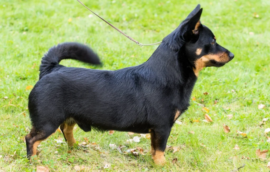 Lancashire Heeler Dog Breed