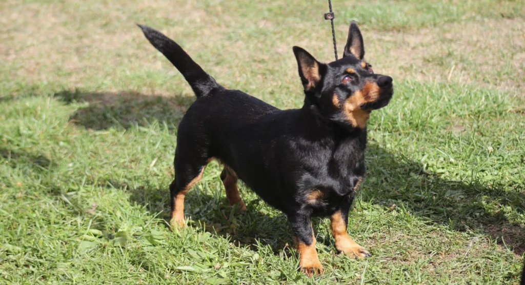 Lancashire Heeler Dog grooming salon