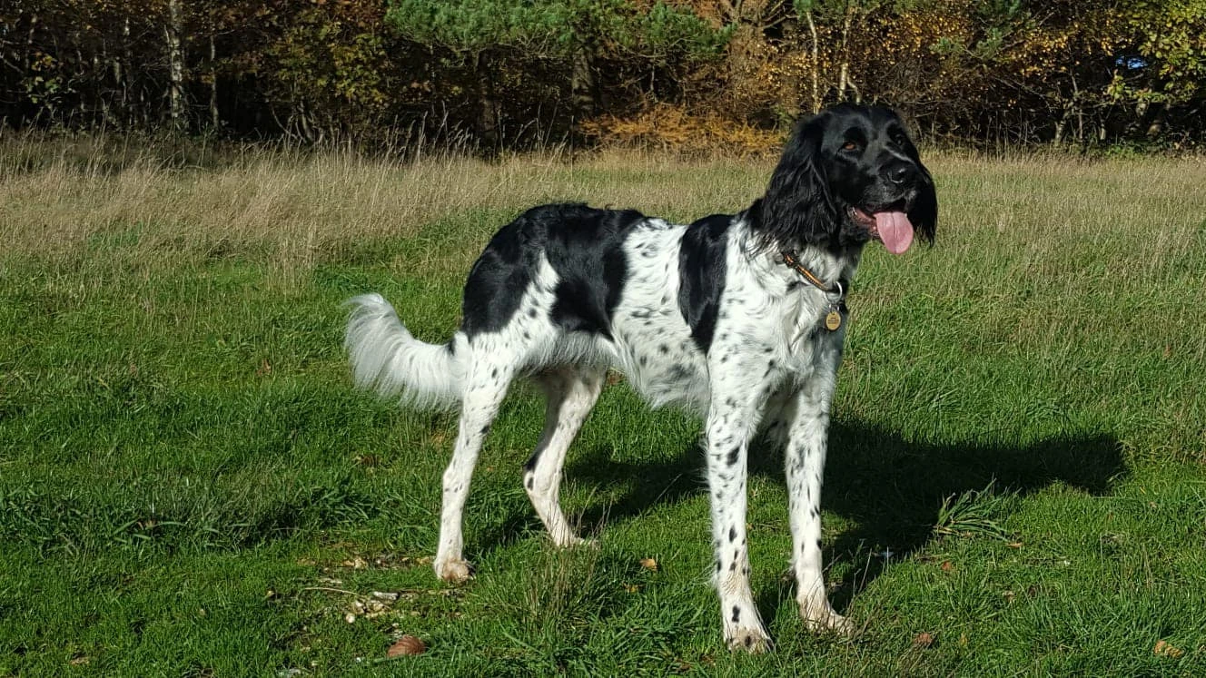 Large Munsterlander Dog Breed