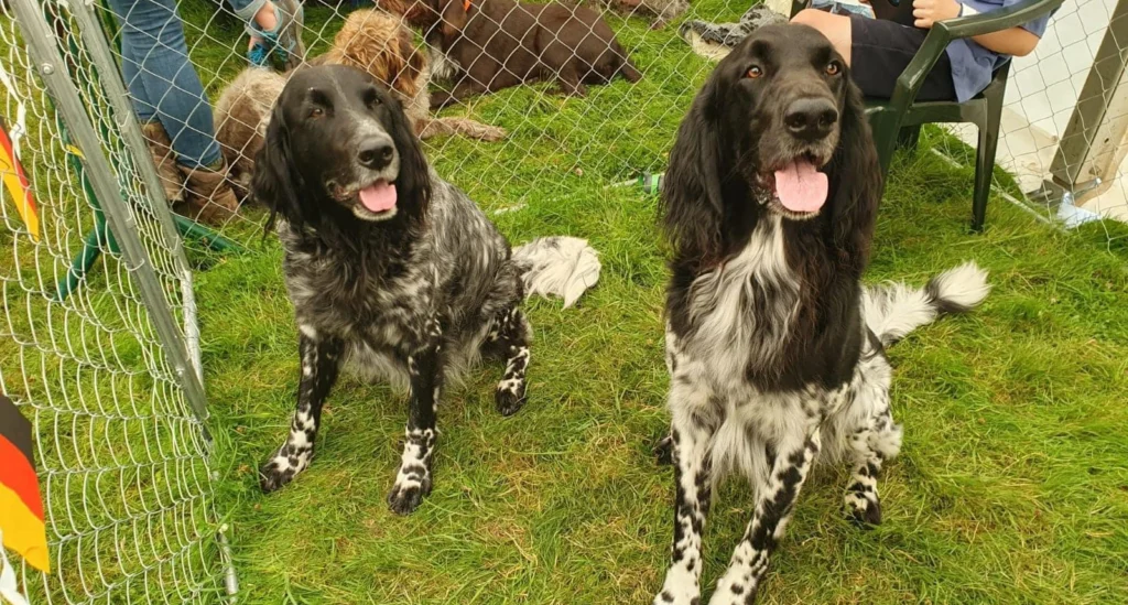 Large Munsterlander Dog Physical Characteristics