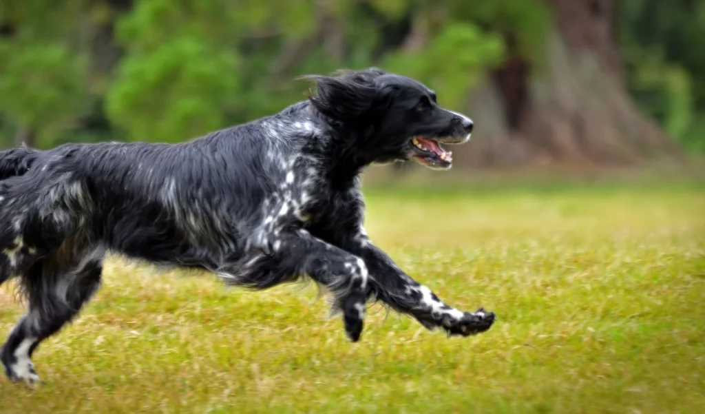 Large Munsterlander Dog grooming salon