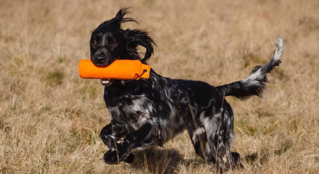 Large Munsterlander Dog suitability as a Pet