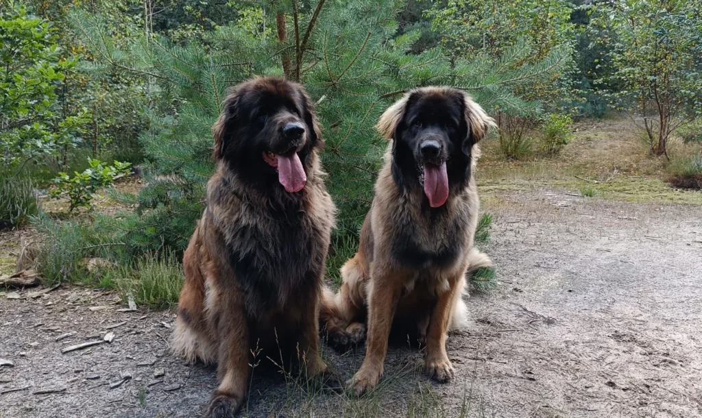 Leonberger Dog Physical Characteristics