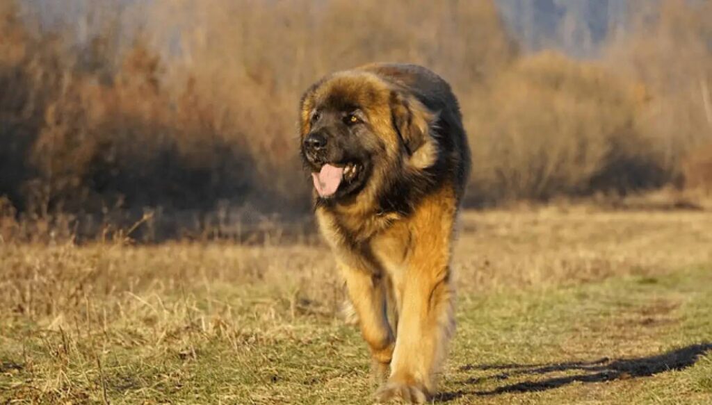 Leonberger dog