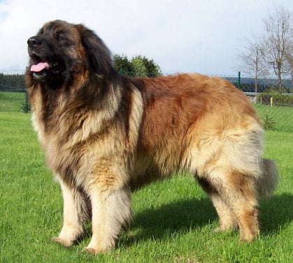 Leonberger