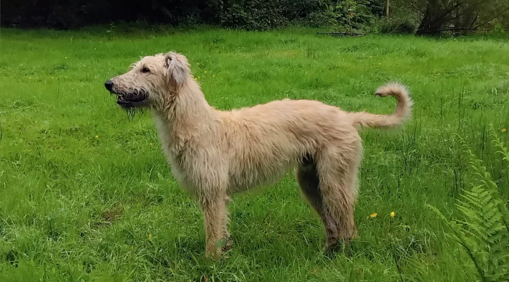 Lurcher Dog Breed