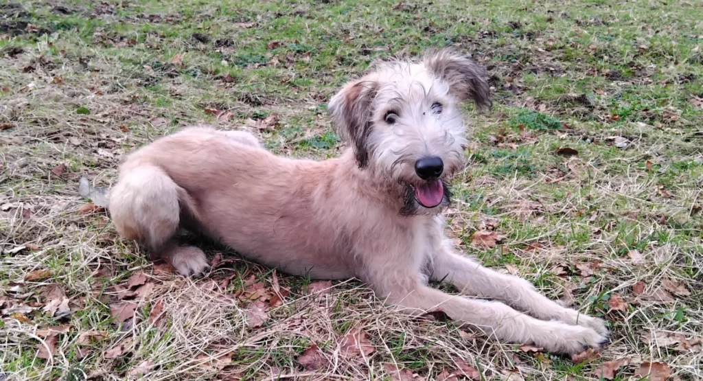 Lurcher Dog grooming salon