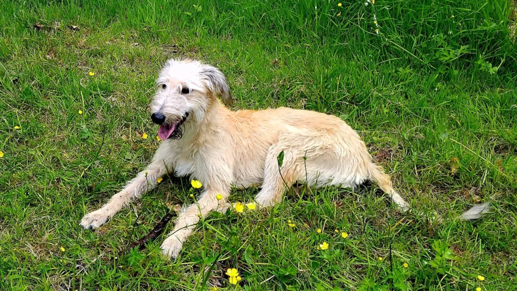 Lurcher Dog suitability as a Pet