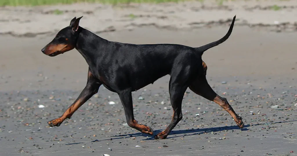 Manchester Terrier