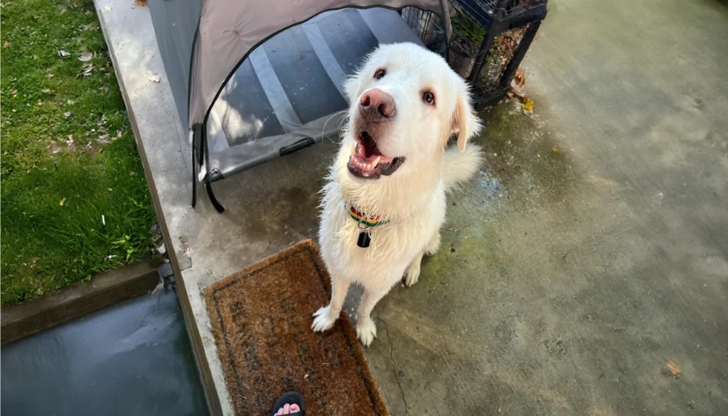 Maremma Sheepdog Breed