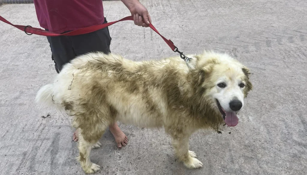 Maremma Sheepdog Physical Characteristics