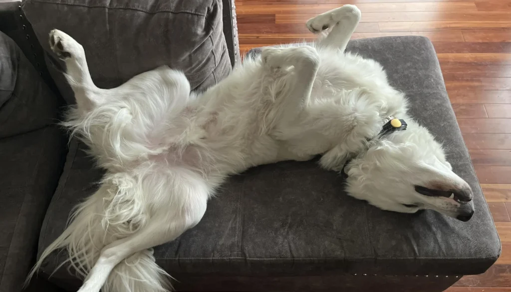 Maremma Sheepdog suitability as a Pet