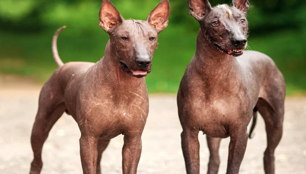 Xoloitzcuintli, Mexican Hairless Dog grooming salon