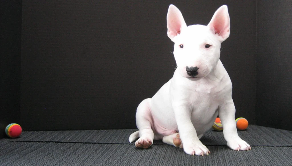 Miniature Bull Terrier Dog grooming salon