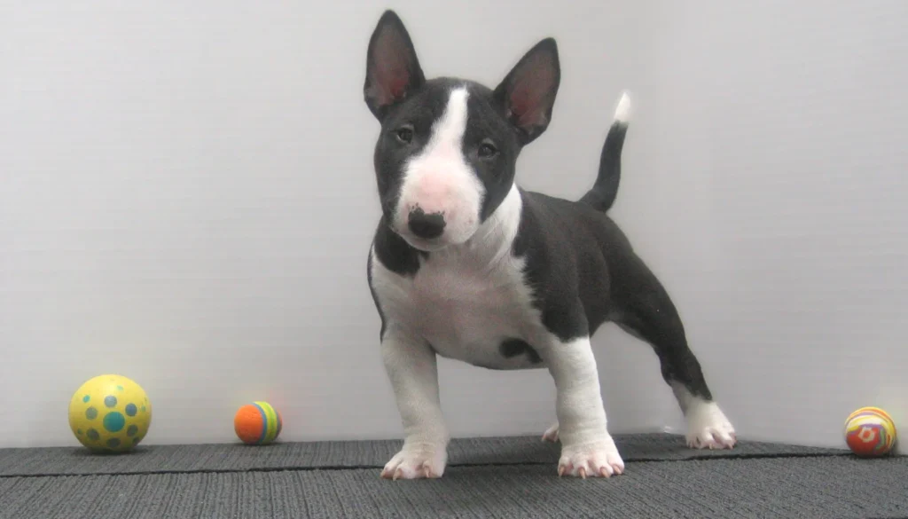 Miniature Bull Terrier Dog suitability as a Pet