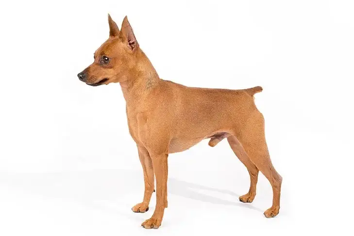 Miniature Pinscher dog