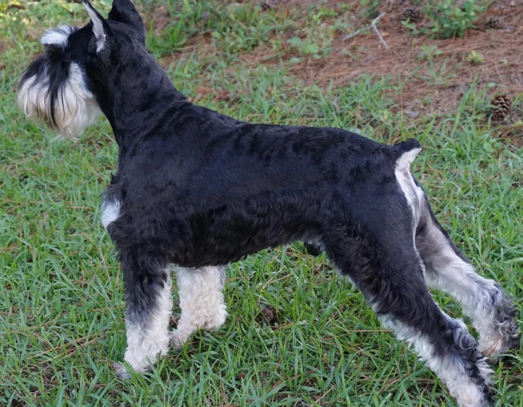 Miniature Schnauzer Dog Physical Characteristics