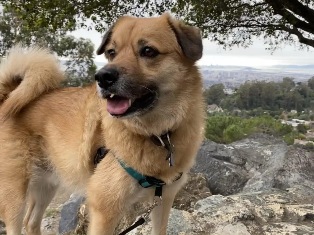 Norwegian Buhund Dog