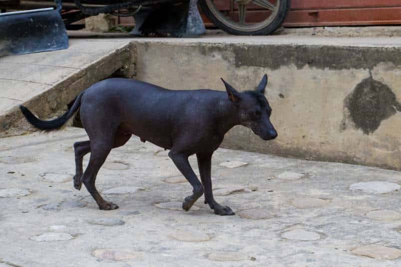 Peruvian Inca Orchid dog