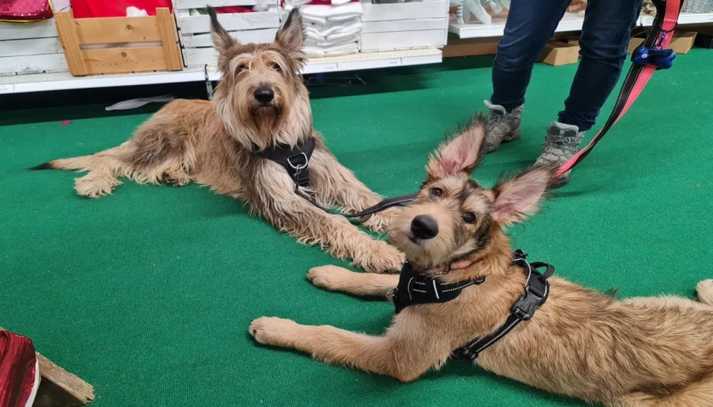 Picardy Sheepdog grooming salon