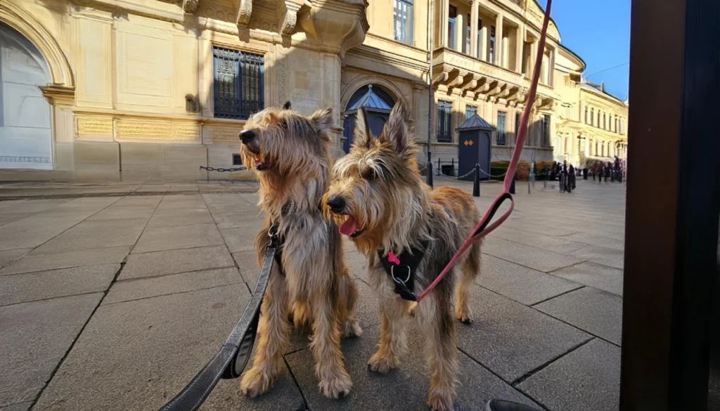 Picardy Sheepdog suitability as a Pet