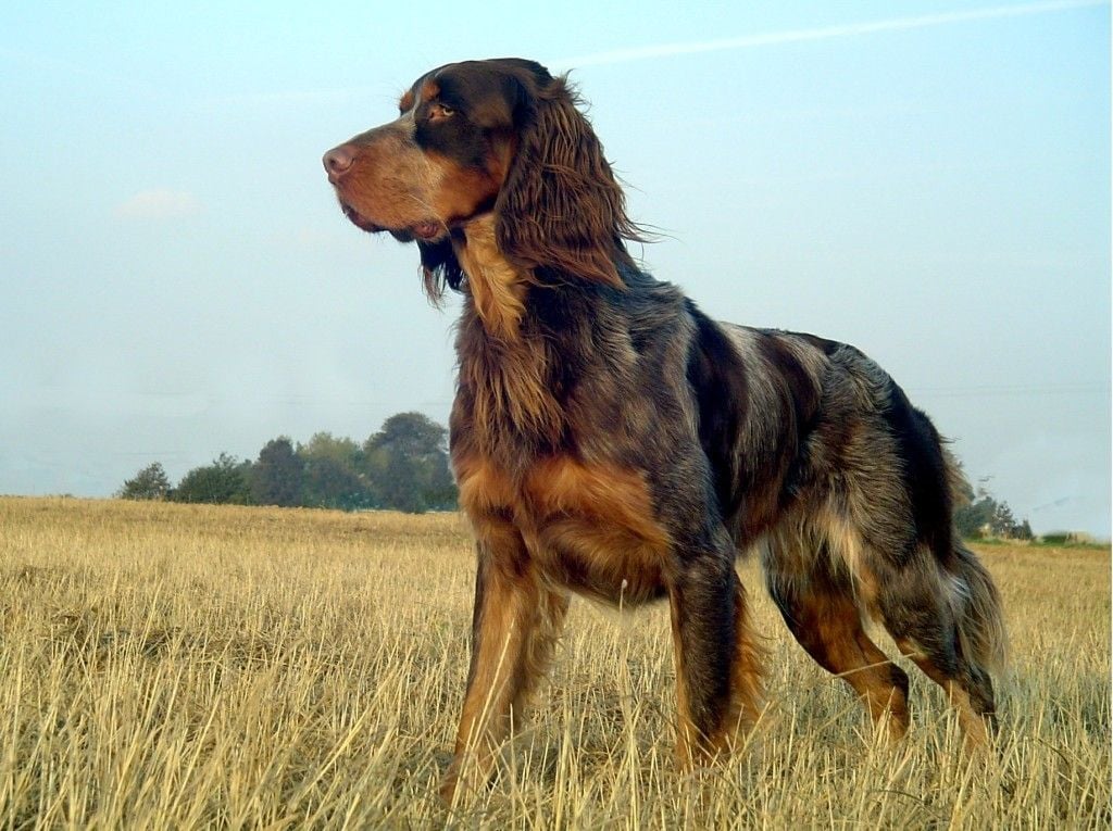 Picardy Spaniel