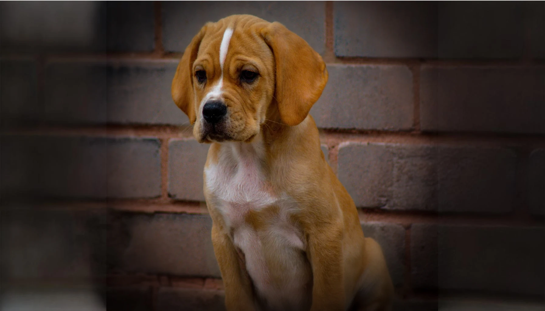 Portuguese Pointer Dog Breed