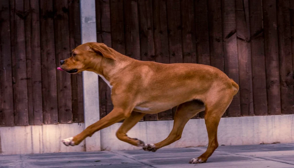 Portuguese Pointer Dog suitability as a Pet