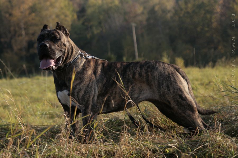 Presa Canario